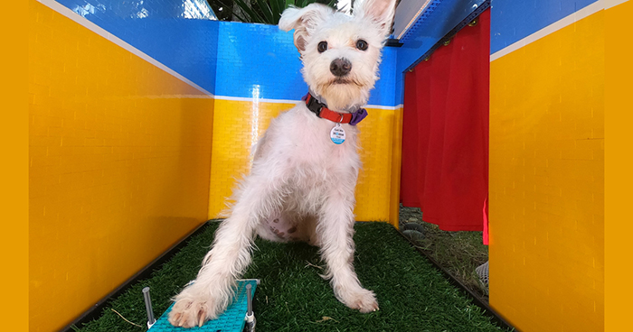 Woman Builds A Photo Booth That Lets Her Dog Take Selfies For Treats, And Over 230K People On Twitter Are Obsessed