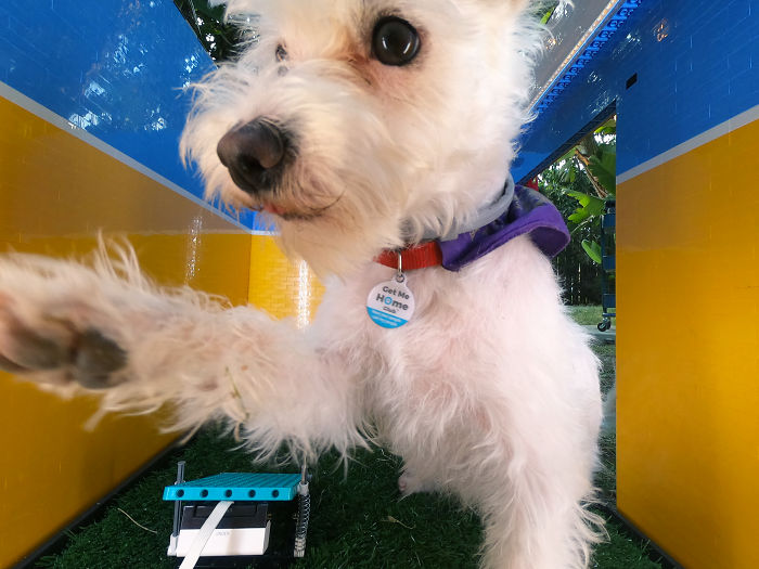 Woman Builds A Photo Booth That Lets Her Dog Take Selfies For Treats, And Over 230K People On Twitter Are Obsessed