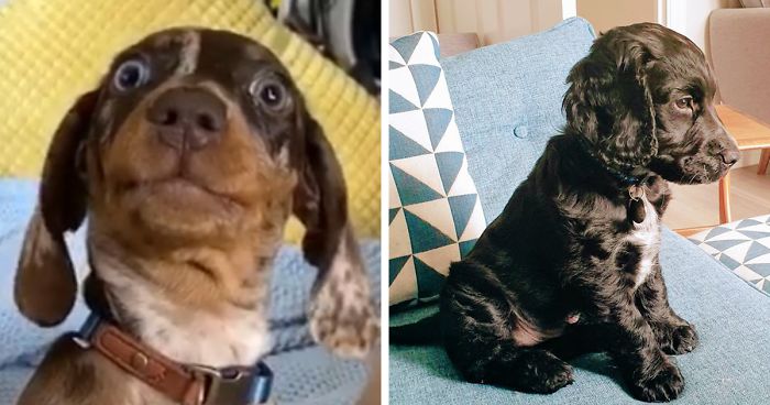 Woman On Twitter Asks What People’s Dogs’ Dating Profile Pics Would Be, 30 People Share Photos