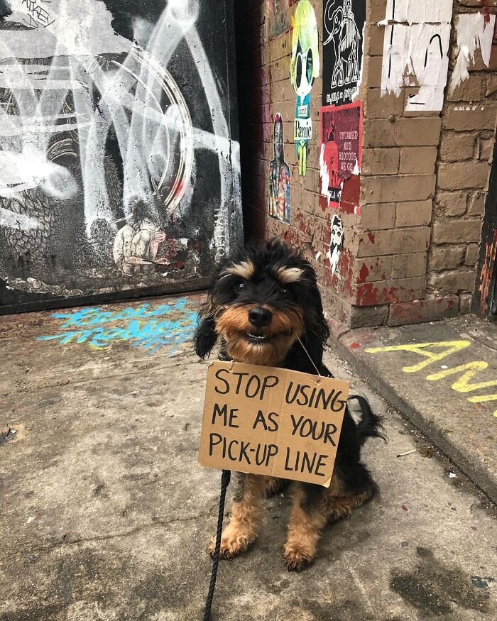 Dog With Sign