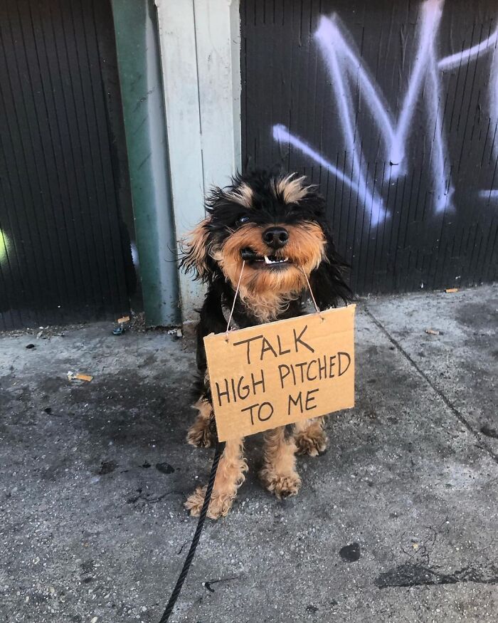 Dog With Sign
