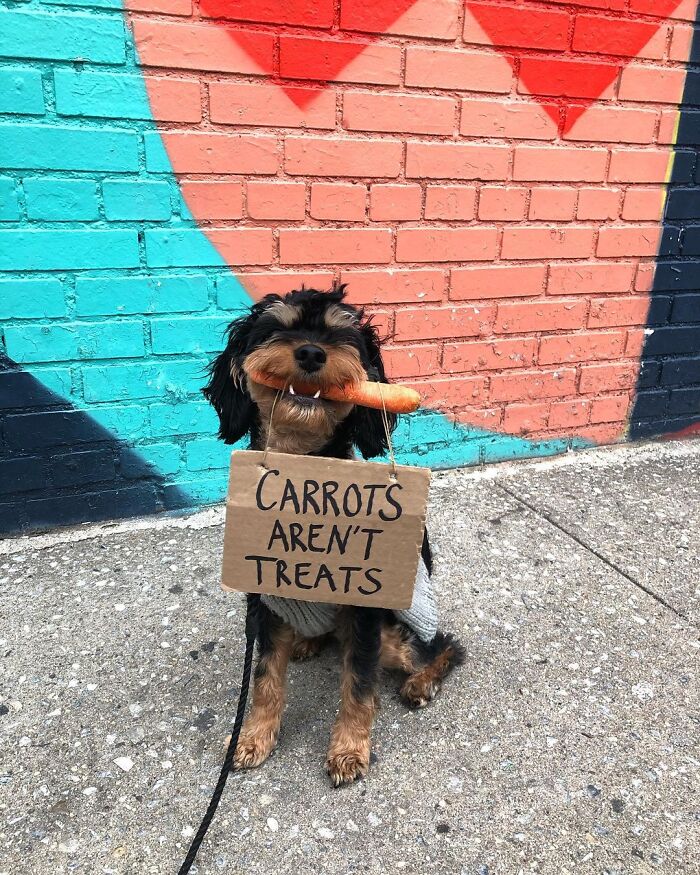 Dog With Sign