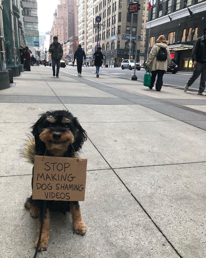 Dog With Sign