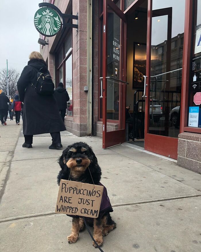 Dog With Sign