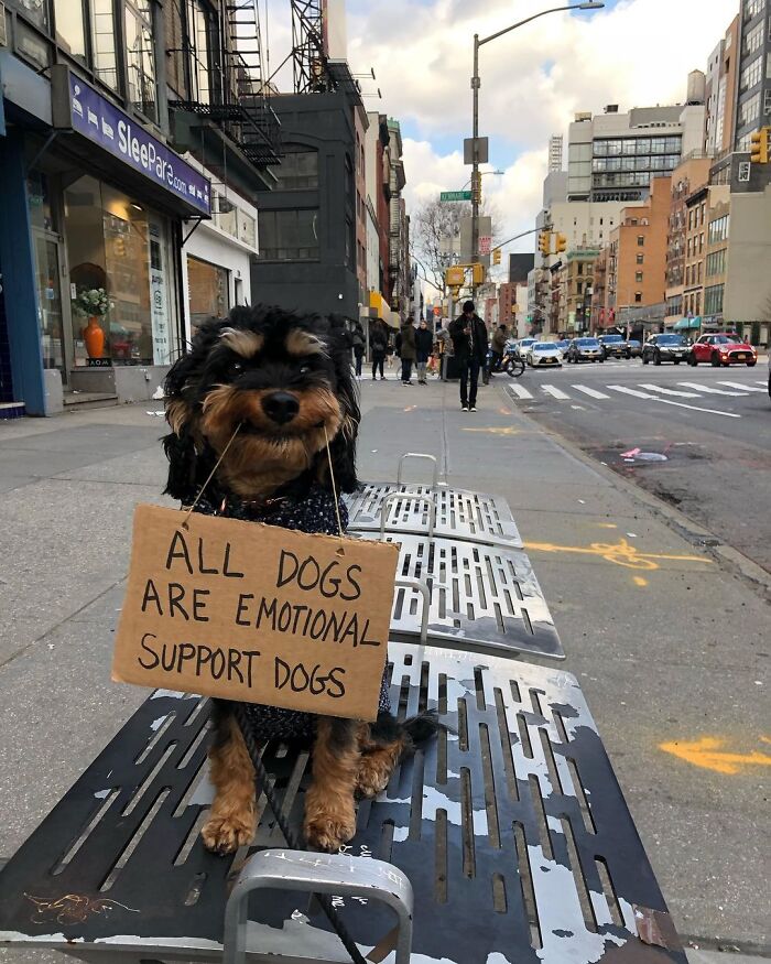 Dog With Sign