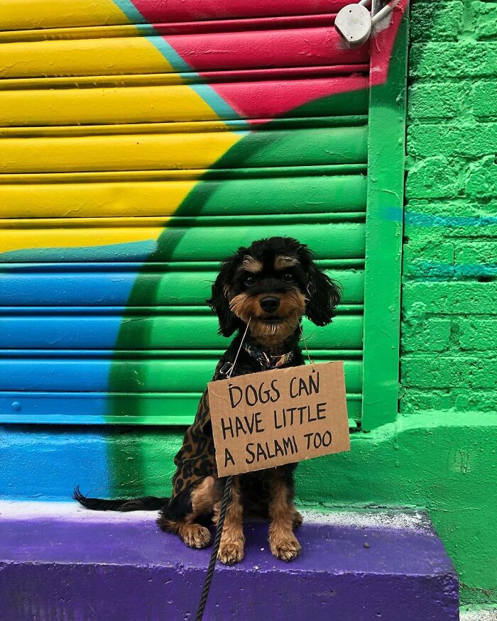 Dog With Sign