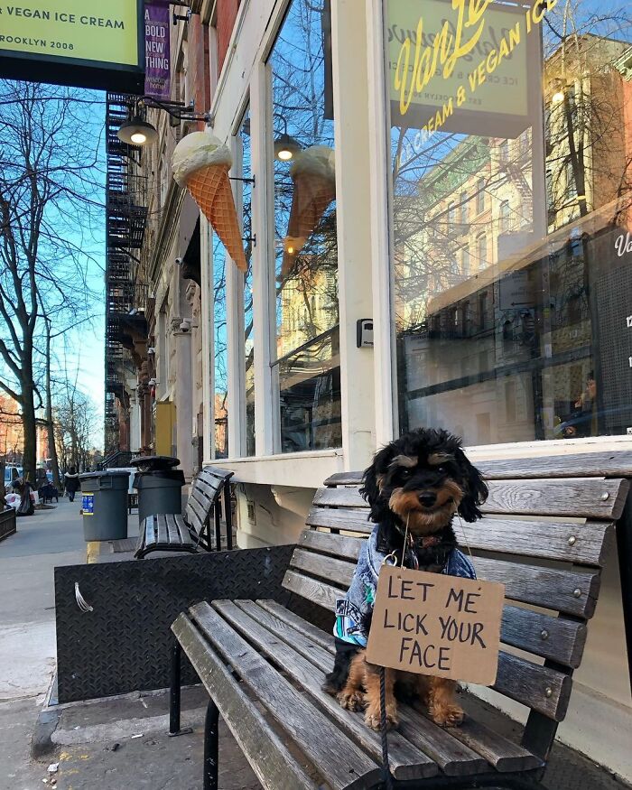 Dog With Sign