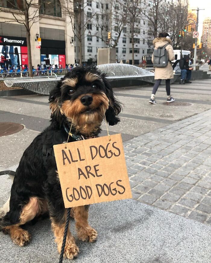Dog With Sign
