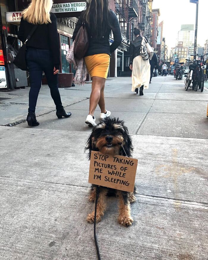 Dog With Sign