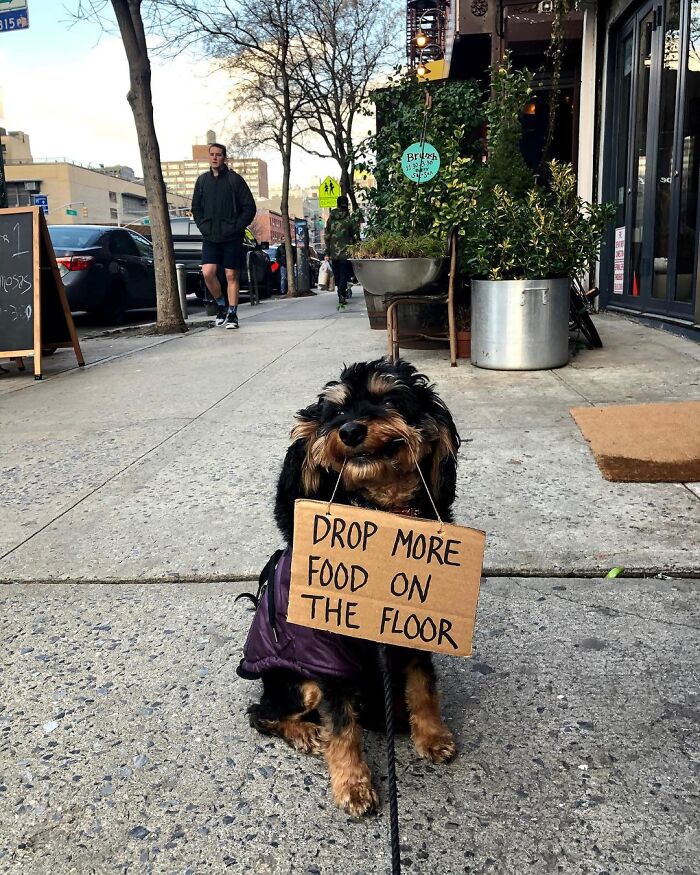 Dog With Sign