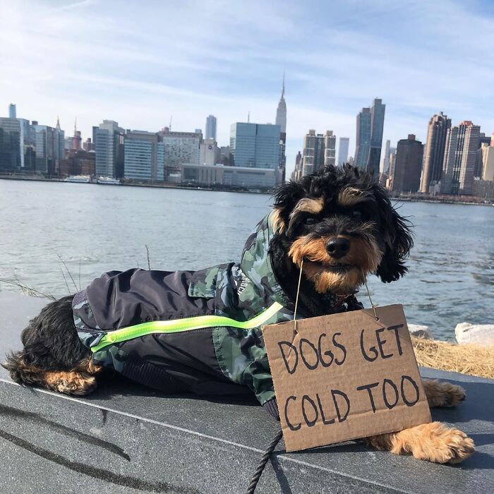 Dog With Sign