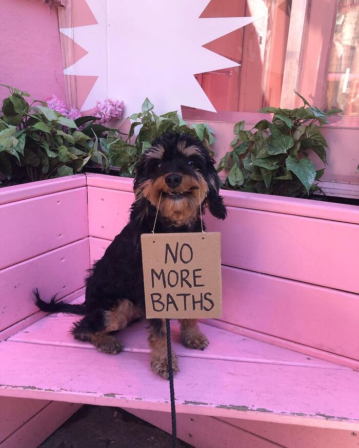 Dog With Sign