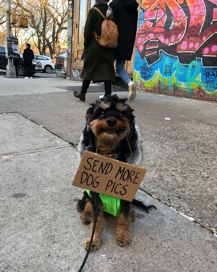 Dog With Sign