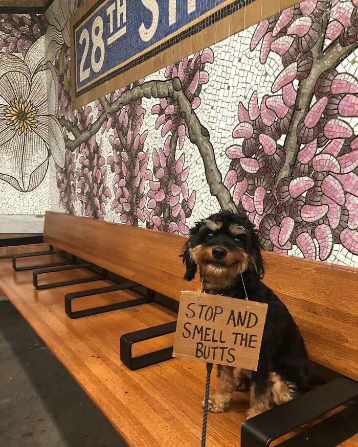 Dog With Sign