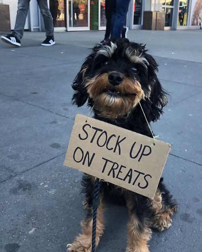 Dog With Sign