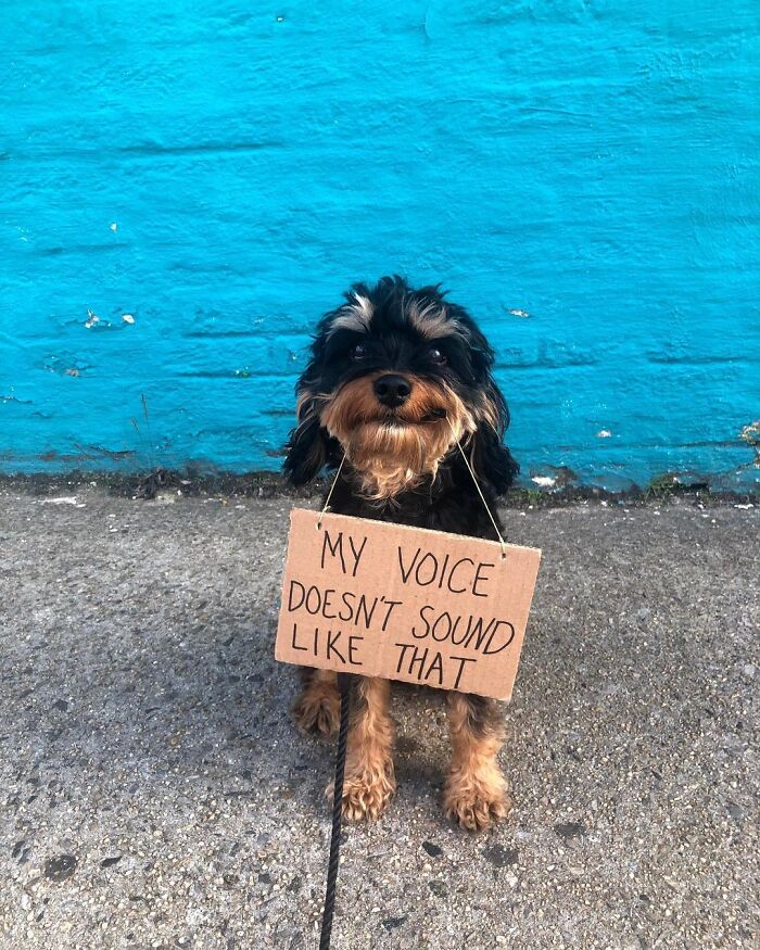 Dog With Sign