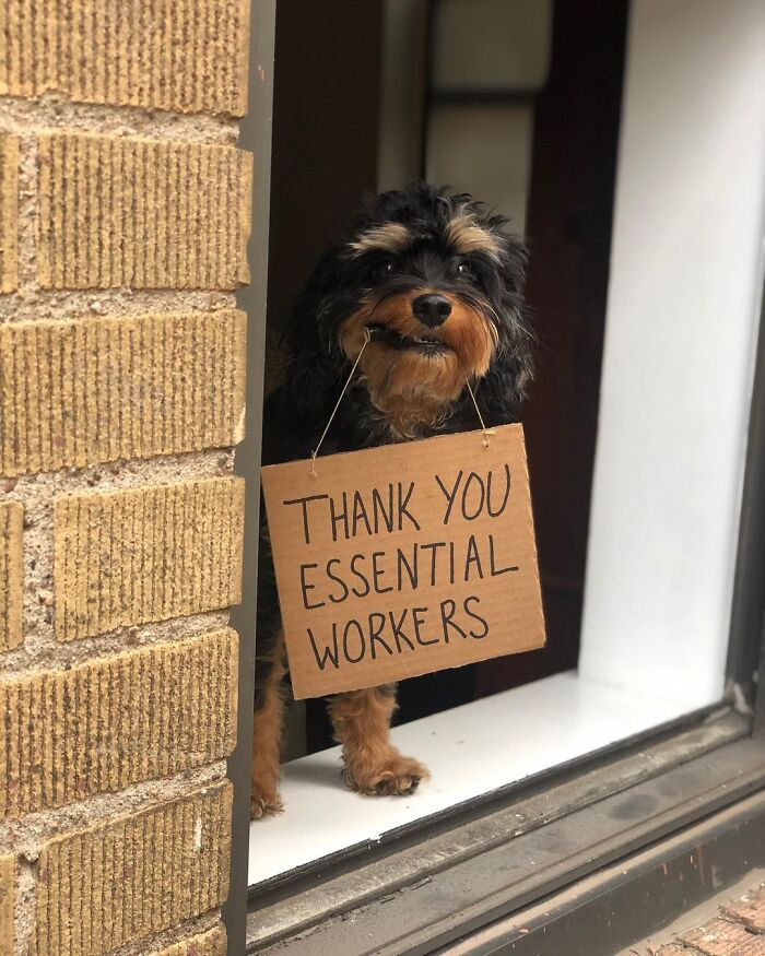 Dog With Sign