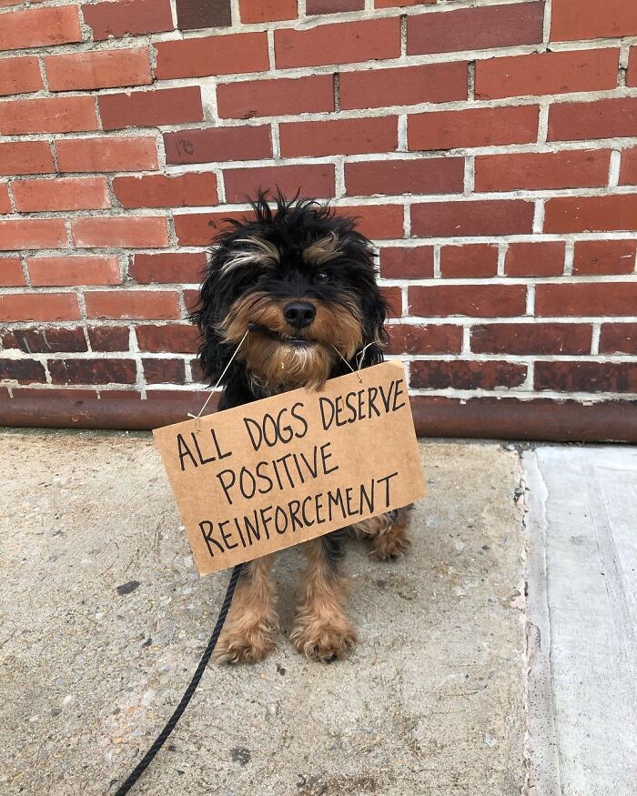 Dog With Sign