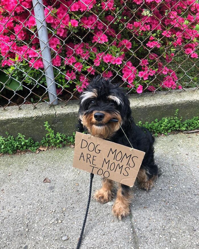 Dog With Sign