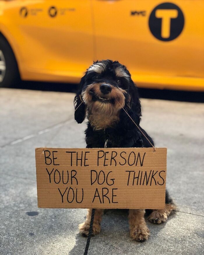Dog With Sign