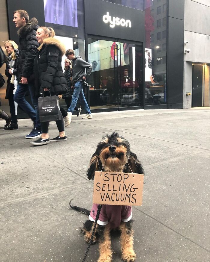 Dog With Sign