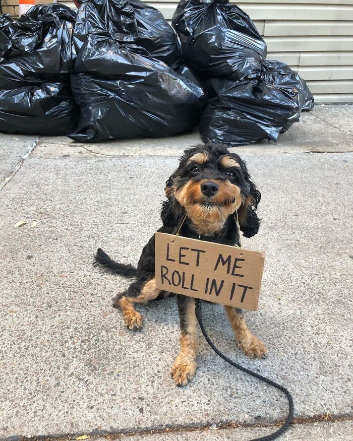Dog With Sign