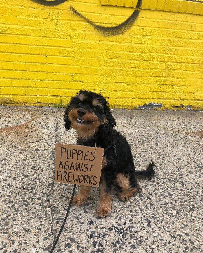 Dog With Sign