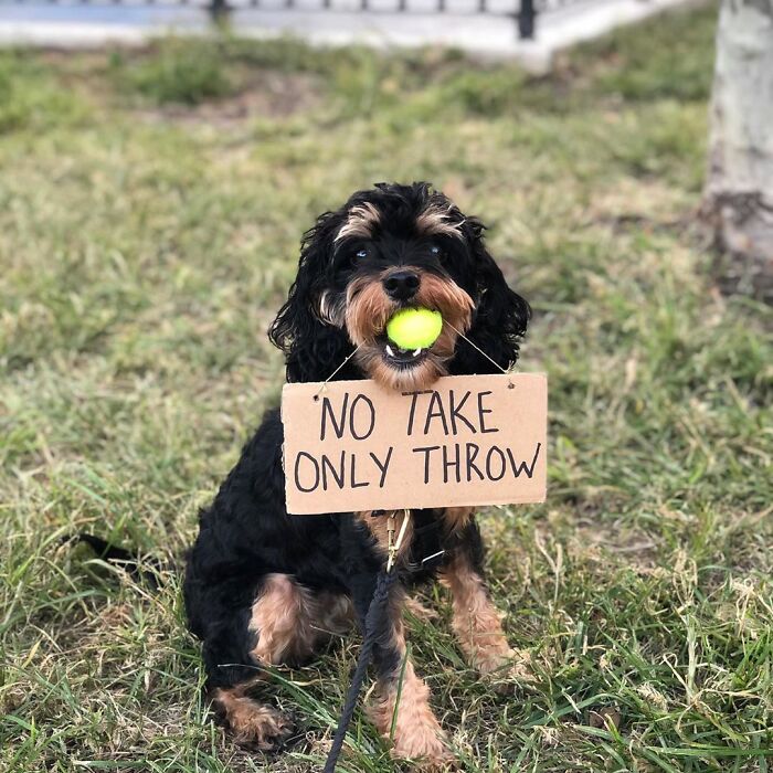 Dog With Sign