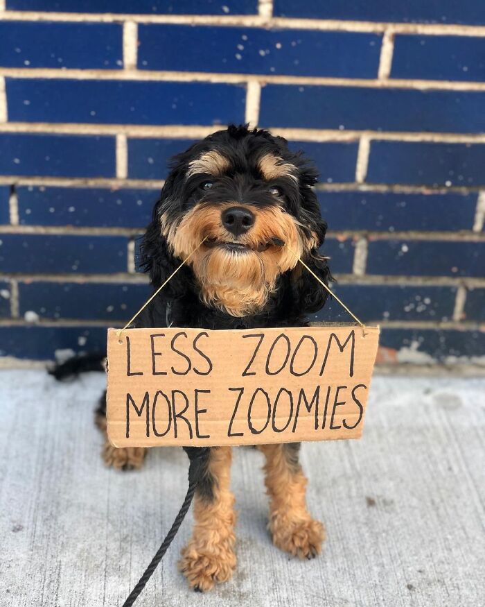 Dog With Sign