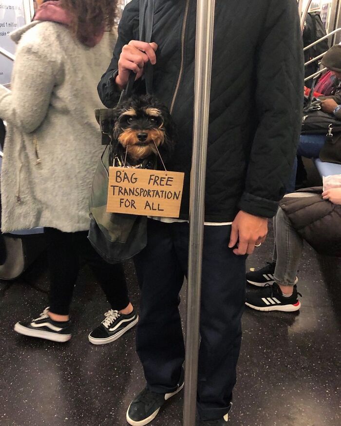Dog With Sign