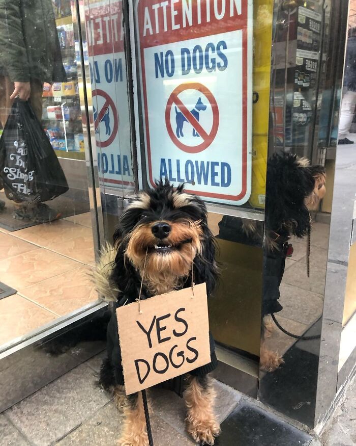 Dog With Sign