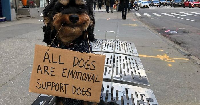 36 Funny Protest Signs From ‘Dog With Sign’ Who Has 174k Followers (New Pics)