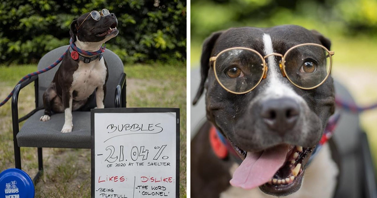 This Shelter Dressed Up Elderly Cats And Dogs As If They Were Senior Citizens For An Adoption Photoshoot (37 Pics)
