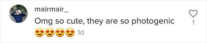 Videos Of Owner Showing Dogs A Photo And Them 'Recreating It' Go Viral Videos Of Owner Showing Dogs A Photo And Them 'Recreating It' Go Viral