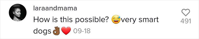 Videos Of Owner Showing Dogs A Photo And Them 'Recreating It' Go Viral Videos Of Owner Showing Dogs A Photo And Them 'Recreating It' Go Viral