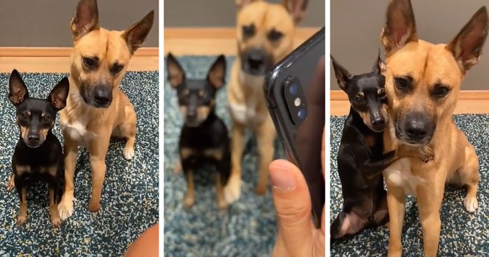 Videos Of Owner Showing Dogs A Photo And Them ‘Recreating It’ Go Viral