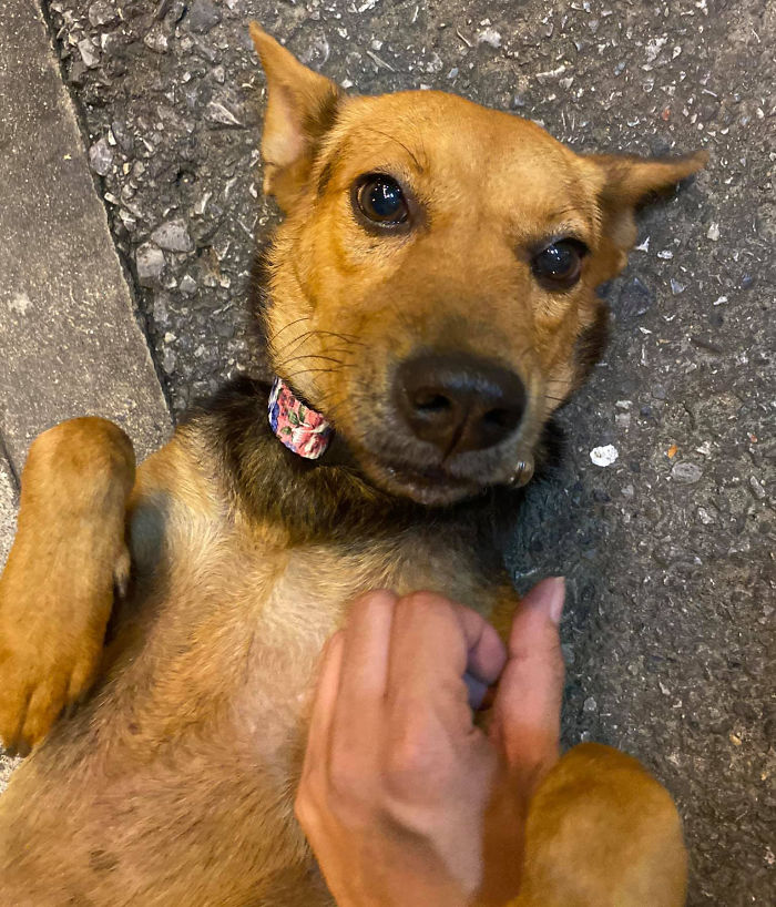 Hungover Guy Wakes Up With A Strange Dog In His Bed, Learns He Adopted Her Last Night