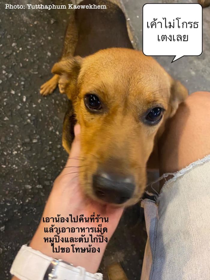 Hungover Guy Wakes Up With A Strange Dog In His Bed, Learns He Adopted Her Last Night Hungover Guy Wakes Up With A Strange Dog In His Bed, Learns He Adopted Her Last Night