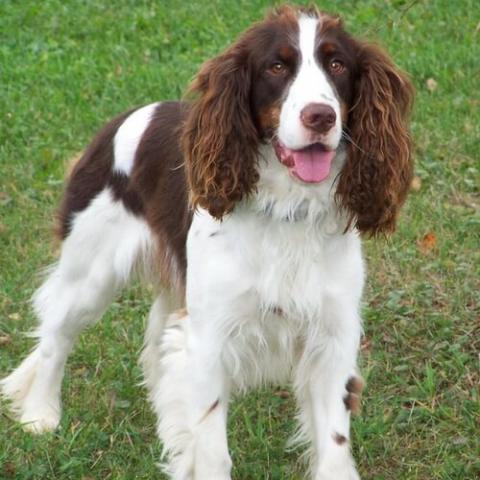 english-springer-spaniel-dog-breed-info.jpg