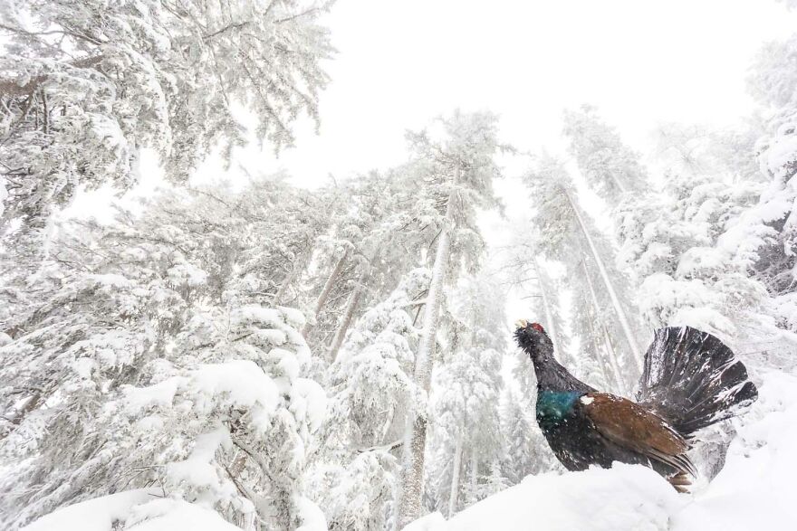 Category Birds: "Courting At The Onset Of Winter" By Manuel Plaickner (It)