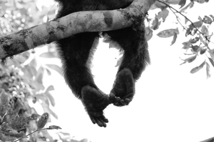 Category Mammals: Runner Up: "Scratching" By Wolfgang Veeser (De)