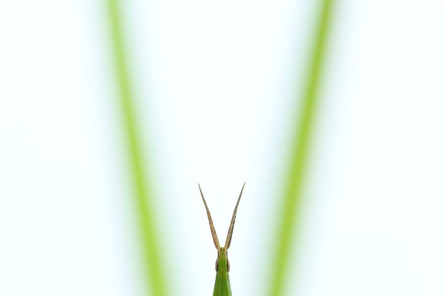 Category Other Animals: "Symmetry" By Norbert Kaszas (Hu)