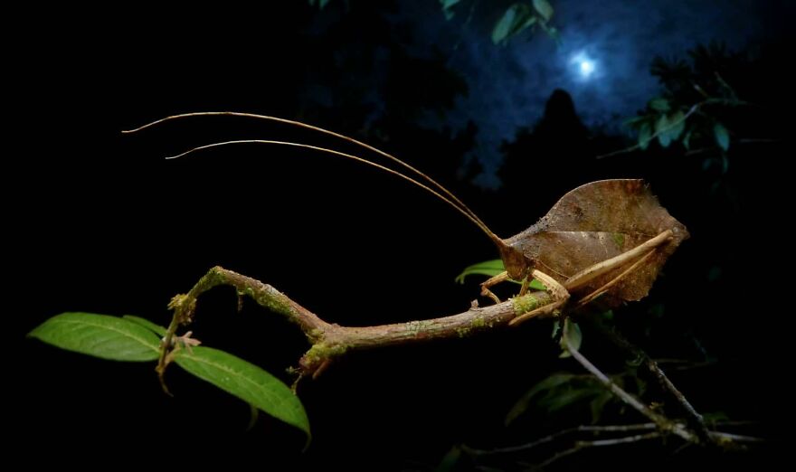 Category Other Animals: "Dead Leaves" By Petr Bambousek (Cz)