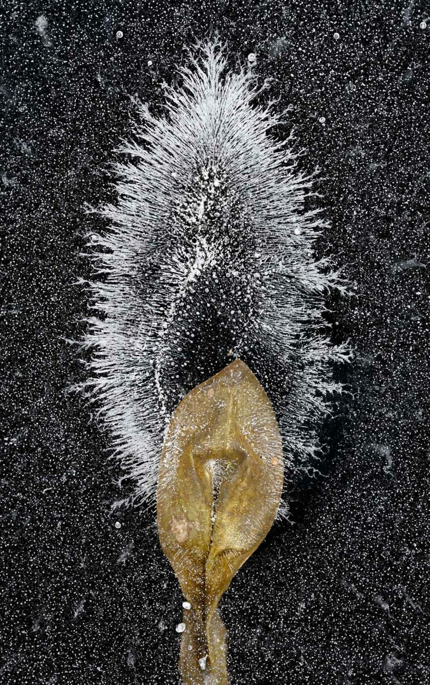 Category Plants And Fungi: Runner Up: "Frosty Aura" By Hannu Ahonen (Fi)