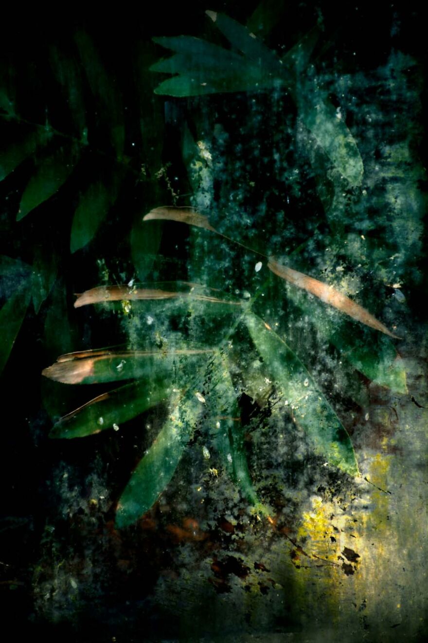 Category Plants And Fungi: "Greenhous Effect" By Thierry Salmon (Be)