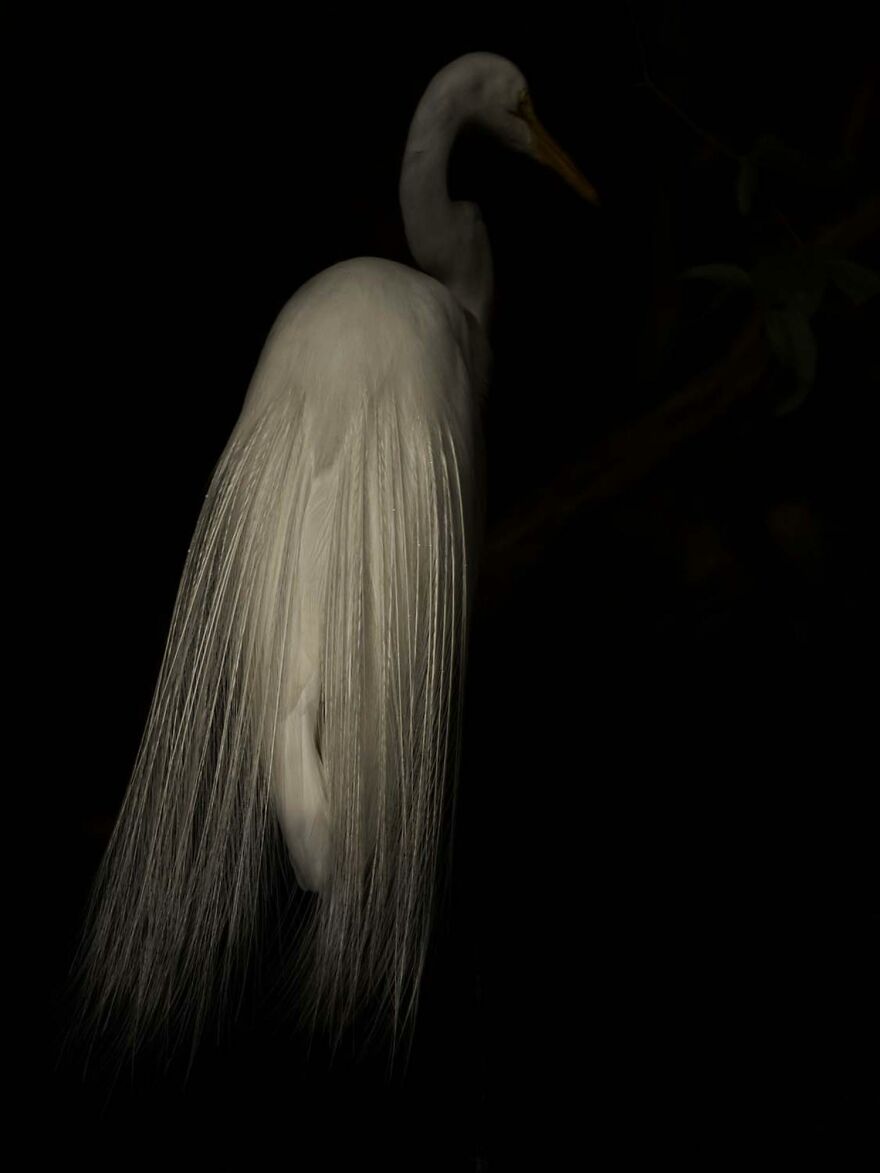 Category Birds: "Beautiful Plumage" By Jan Pederson (Se)