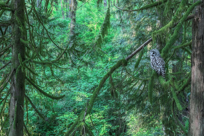 Highly Commended: 'Reign Forest' By Adam Stunkel