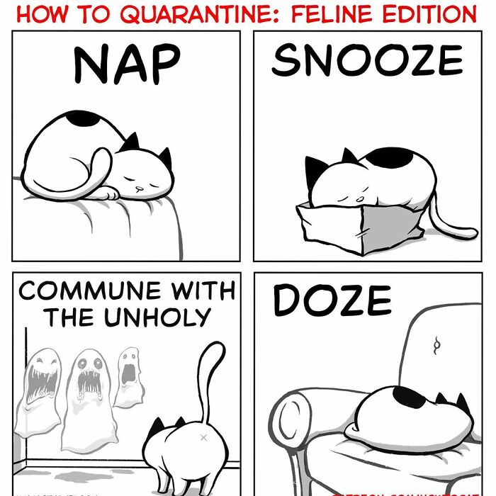 How To Cat