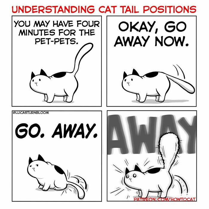 How To Cat