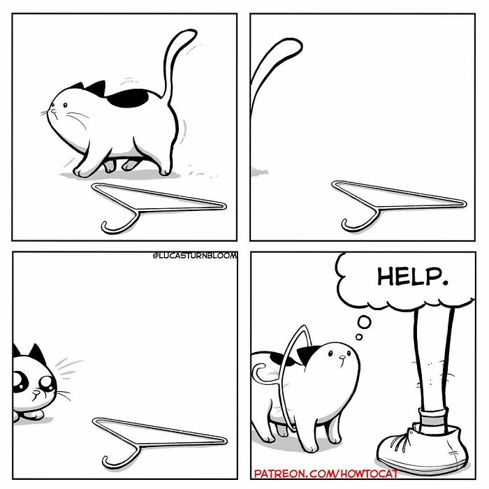 How To Cat